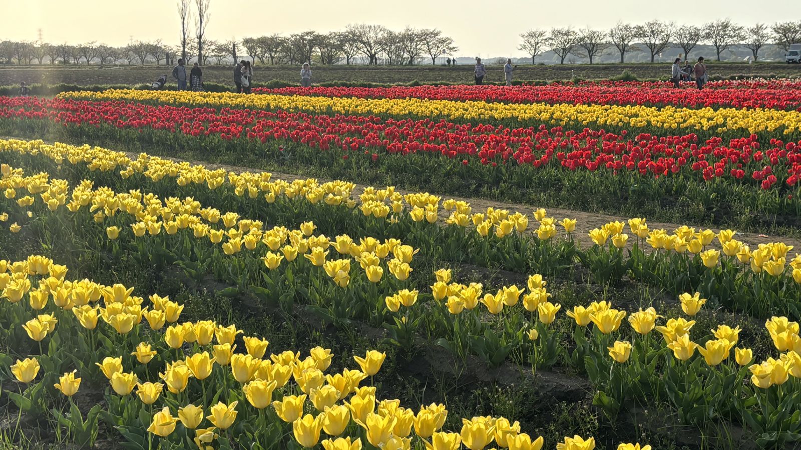 佐倉ふるさと広場